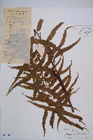 藏品(萊氏鐵角蕨)的圖片