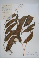 藏品(紅色新月蕨)的圖片