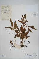 藏品(掌葉線蕨)的圖片