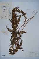 藏品(粗毛鱗蓋蕨)的圖片