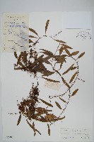 藏品(抱石蓮)的圖片