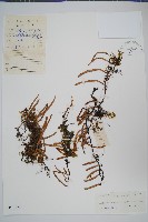 藏品(石蕨)的圖片