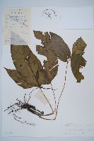 藏品(細柄雙蓋蕨)的圖片