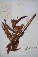 藏品(狹鱗鱗毛蕨)的圖片