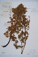 藏品(薄蓋短腸蕨)的圖片