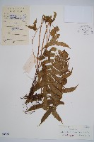 藏品(鱗軸短腸蕨)的圖片