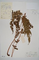 藏品(細葉複葉耳蕨)的圖片