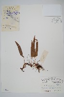 藏品(玉山茀蕨)的圖片