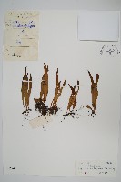 藏品(瓦葦)的圖片