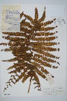 藏品(裡白)的圖片