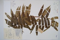 藏品(福建蓮座蕨)的圖片