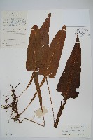 藏品(胃葉線蕨)的圖片