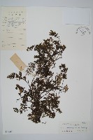 藏品(南洋假脈蕨)的圖片