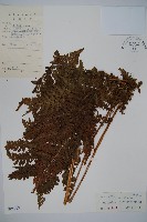 藏品(粗毛鱗蓋蕨)的圖片