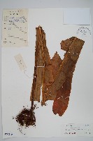 藏品(星蕨)的圖片