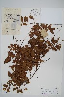 藏品(小葉海金沙)的圖片