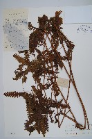 藏品(芒萁)的圖片