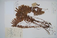 藏品(腎蕨)的圖片