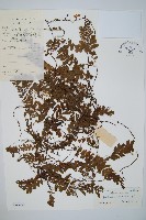 藏品(瓶蕨)的圖片