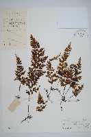 藏品(蕗蕨)的圖片