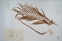 藏品(華南紫萁)的圖片