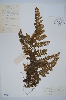 藏品(台灣鱗蓋蕨)的圖片