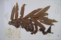 藏品(福建蓮座蕨)的圖片