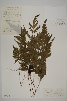 藏品(屏東擬肋毛蕨)的圖片