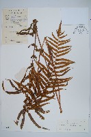 藏品(擬毛蕨)的圖片