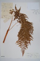 藏品(普通針毛蕨)的圖片