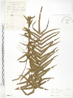 藏品(鱗蓋鳳尾蕨)的圖片