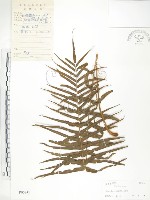 藏品(鱗蓋鳳尾蕨)的圖片