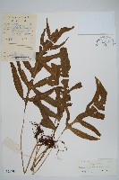 藏品(曲邊線蕨)的圖片