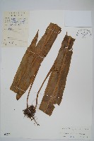 藏品(大星蕨)的圖片