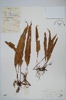 藏品(粵瓦葦)的圖片