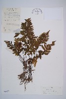 藏品(單邊鐵角蕨)的圖片