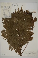 藏品(陰地三叉蕨)的圖片
