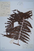 藏品(金狗毛蕨)的圖片