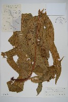 藏品(多羽新月蕨)的圖片