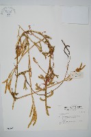 藏品(石松)的圖片