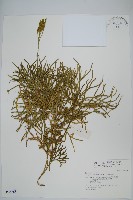 藏品(地刷子)的圖片