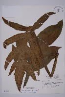 藏品(翅柄三叉蕨)的圖片