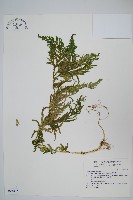 藏品(全緣卷柏)的圖片