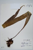 藏品(星蕨)的圖片