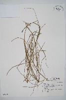 藏品(木賊)的圖片