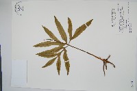 藏品(錫蘭七指蕨)的圖片