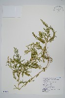 藏品(全緣卷柏)的圖片