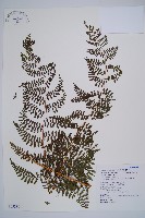 藏品(刺柄碗蕨)的圖片