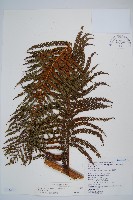 藏品(筆筒樹)的圖片