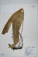 藏品(大星蕨)的圖片